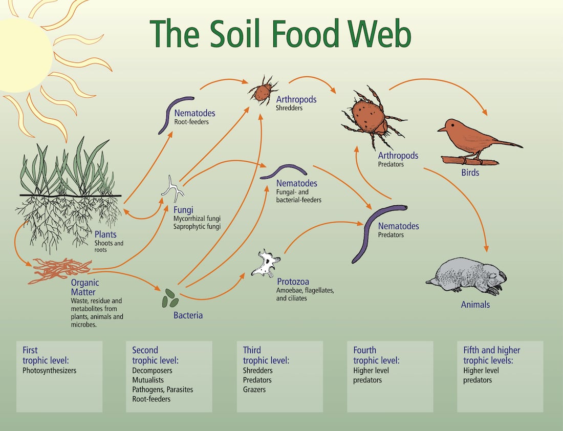 A graphic of the soil food web illustrating how organic matter, bacteria, fungi, nematodes, protozoa, anthropods, birds, and animals interact with each other to form a symbiotic relationship.  