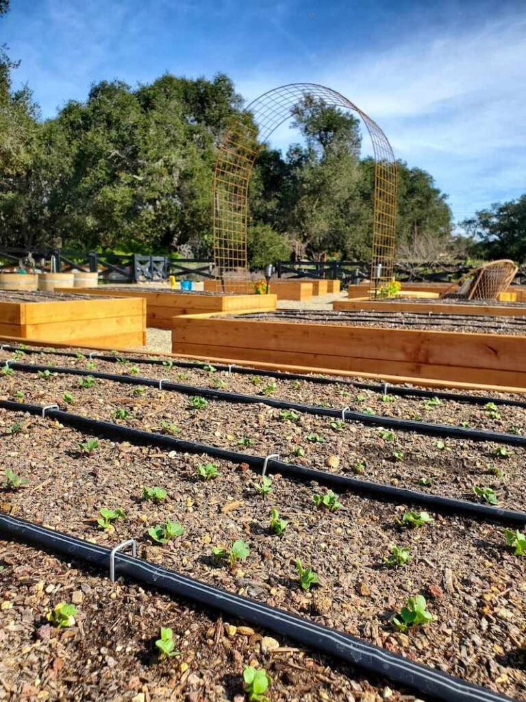 How to Install Drip Irrigation in Raised Garden Beds (Drip Tape