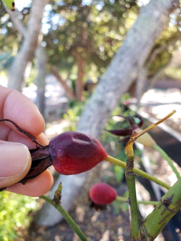 Radiant Rose Hips How to Harvest, Dry and Use Rosehips Homestead and