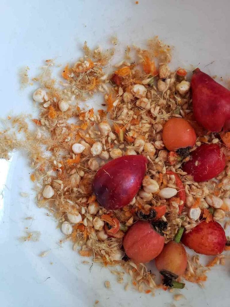 Radiant Rose Hips How to Harvest, Dry and Use Rosehips Homestead and