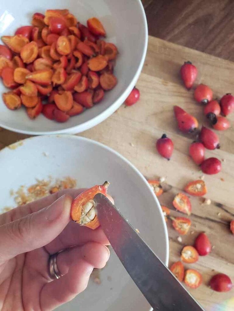 Radiant Rose Hips How to Harvest, Dry and Use Rosehips Homestead and