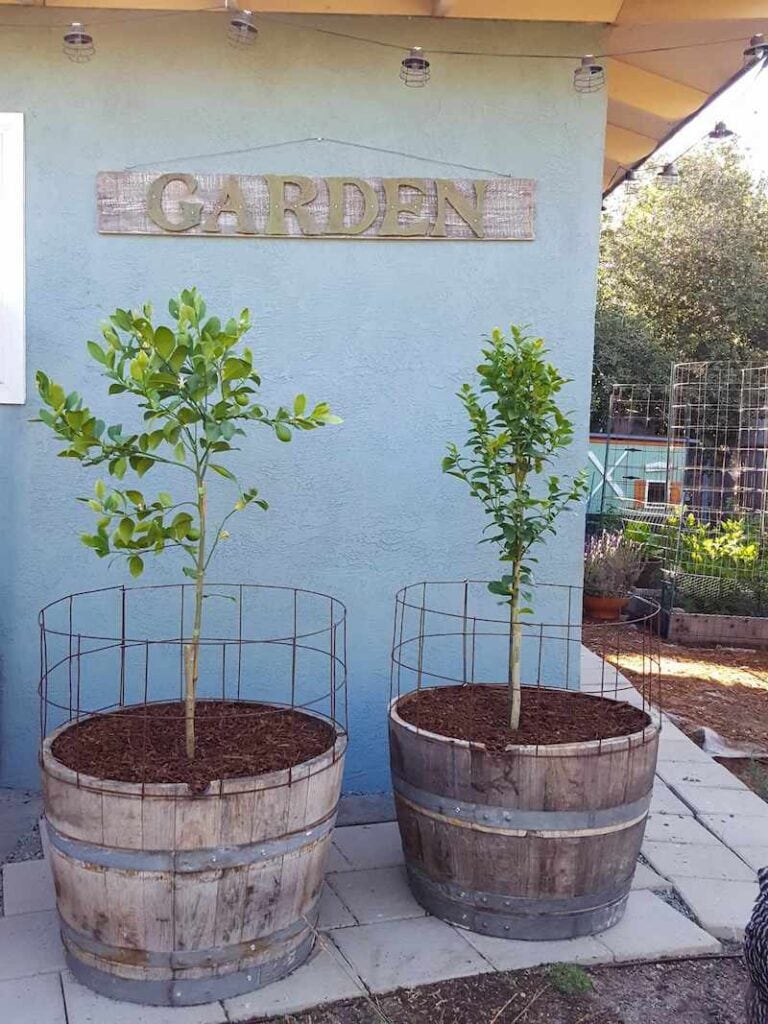 Gardening in Wine Barrel Planters The Ultimate Guide Homestead and Chill