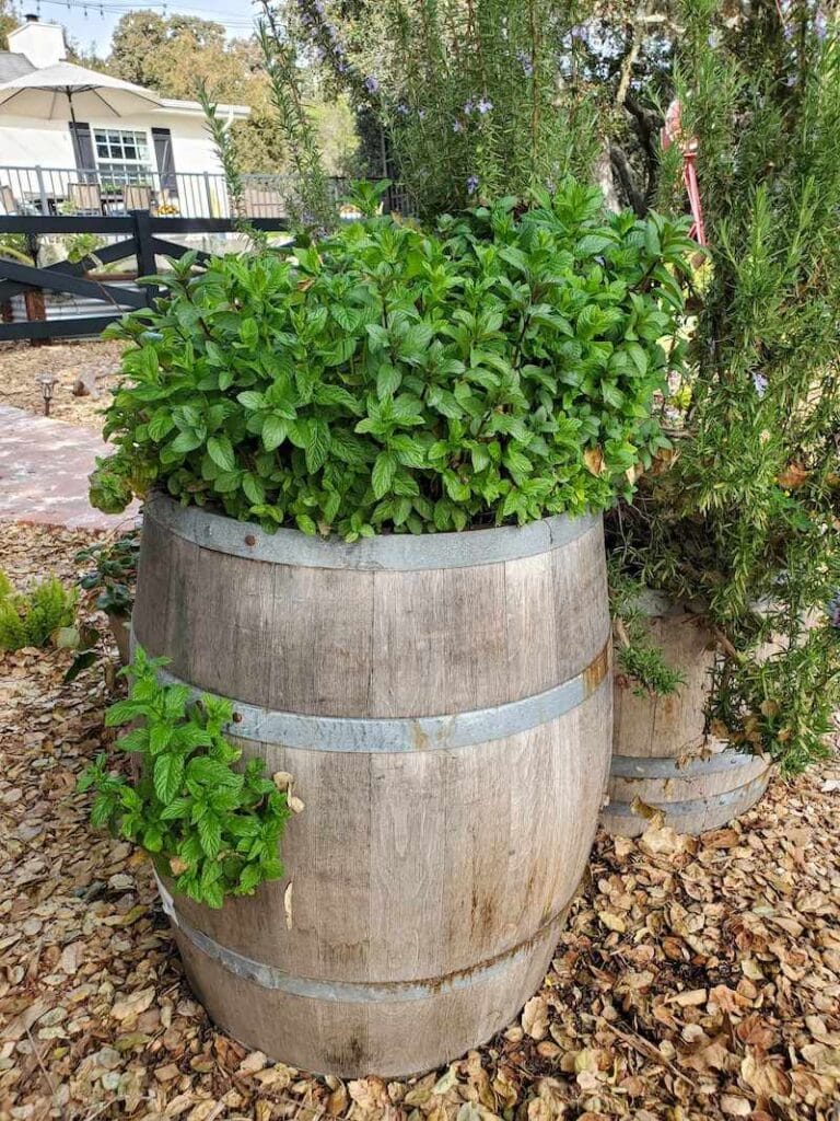 Gardening in Wine Barrel Planters The Ultimate Guide Homestead and Chill