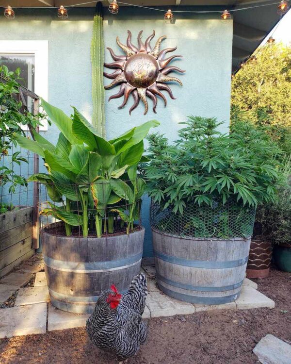 Gardening in Wine Barrel Planters The Ultimate Guide Homestead and Chill