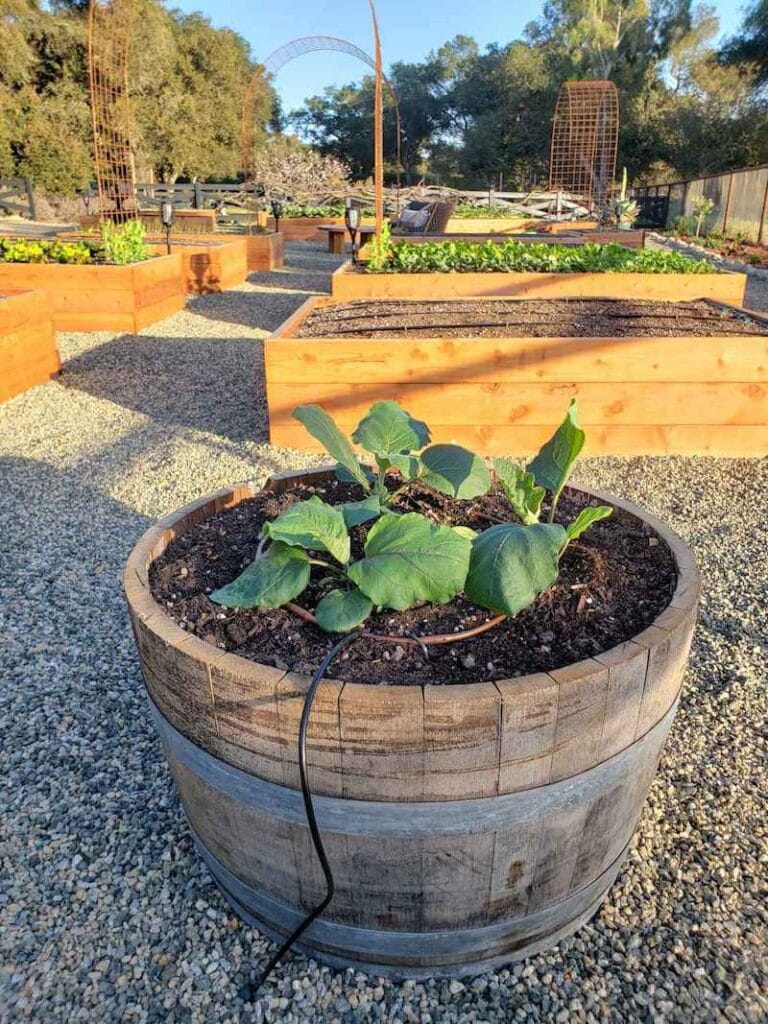Gardening in Wine Barrel Planters The Ultimate Guide Homestead and Chill