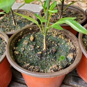 A small pepper plant seedling is in a four inch pot, the top of the seedling soil has some green algae growing on it.