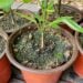 A small pepper plant seedling is in a four inch pot, the top of the seedling soil has some green algae growing on it.
