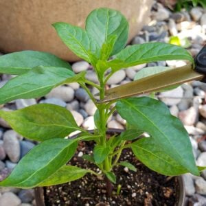 Small pruning snips are positioned along the top portion of a pepper plant to top the plant while it's young.