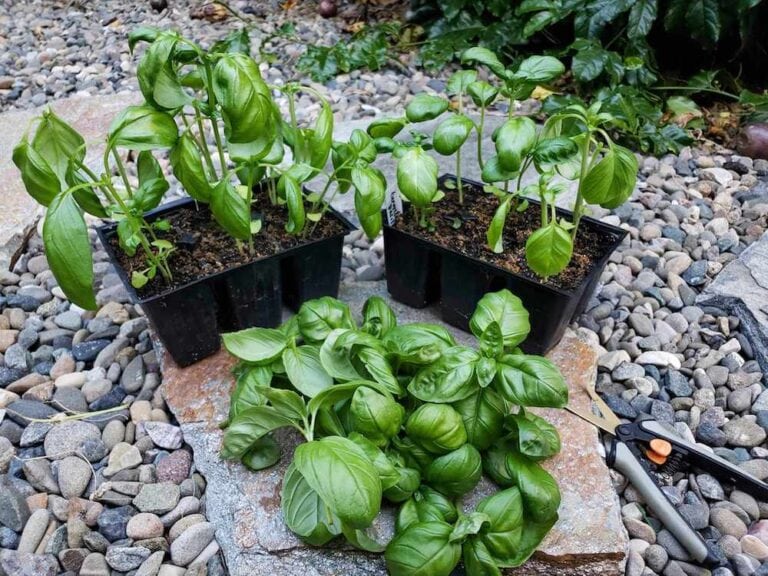 How to Grow Basil from Cuttings Easy Water Propagation Homestead and