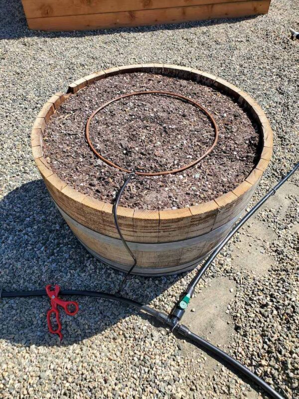 How to Set Up Drip Irrigation for Pots, Wine Barrels, Containers