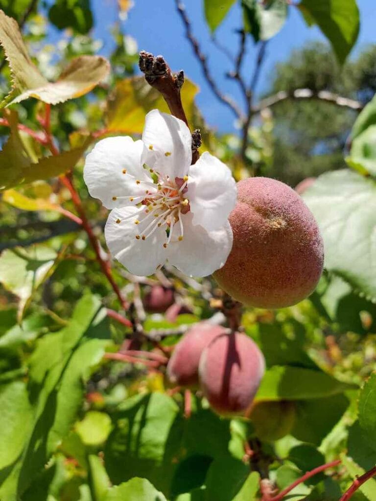 What Are Fruit Tree Chill Hours? Helpful Charts + Area Maps Homestead