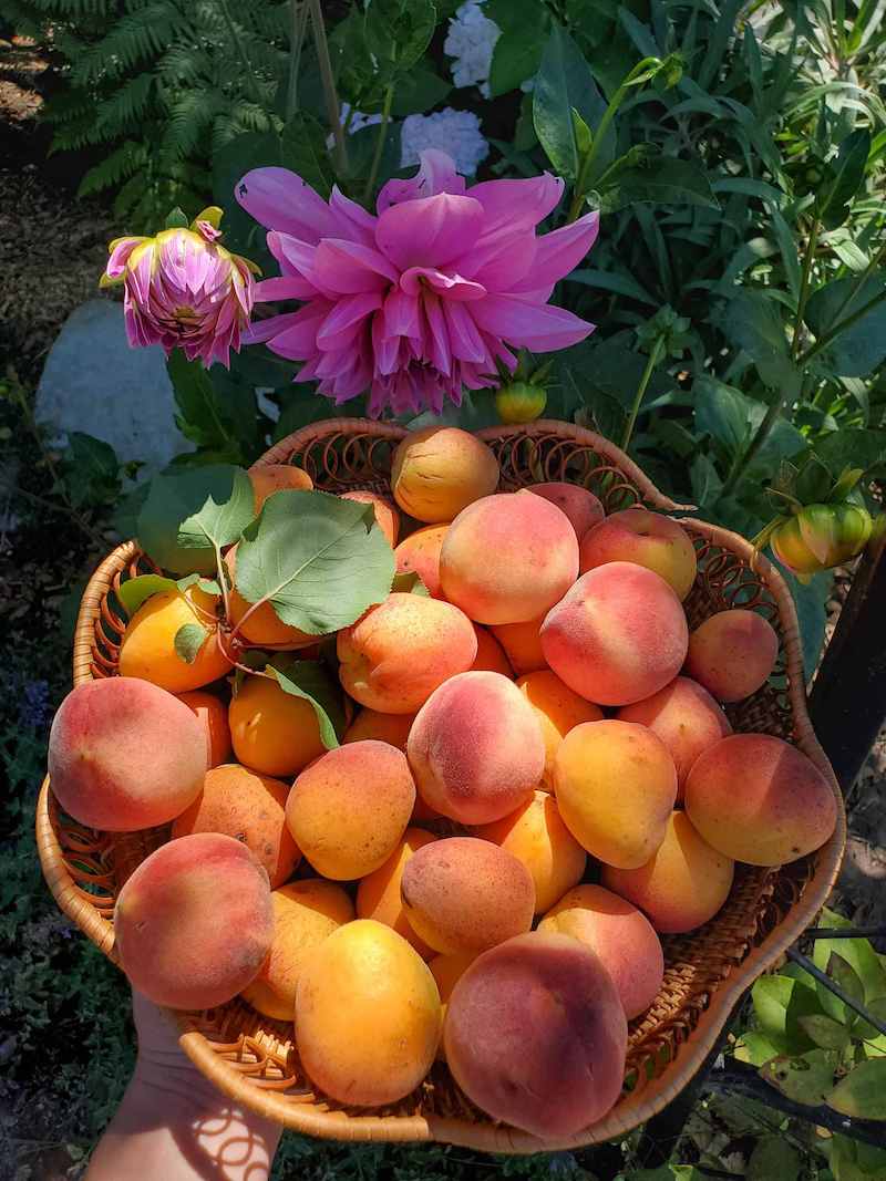 A flat wicker basket full of fresh apricots and white peaches. Beyond the basic are dahlia pants with two light purple flowers and a hydrangea plant with white flowers.