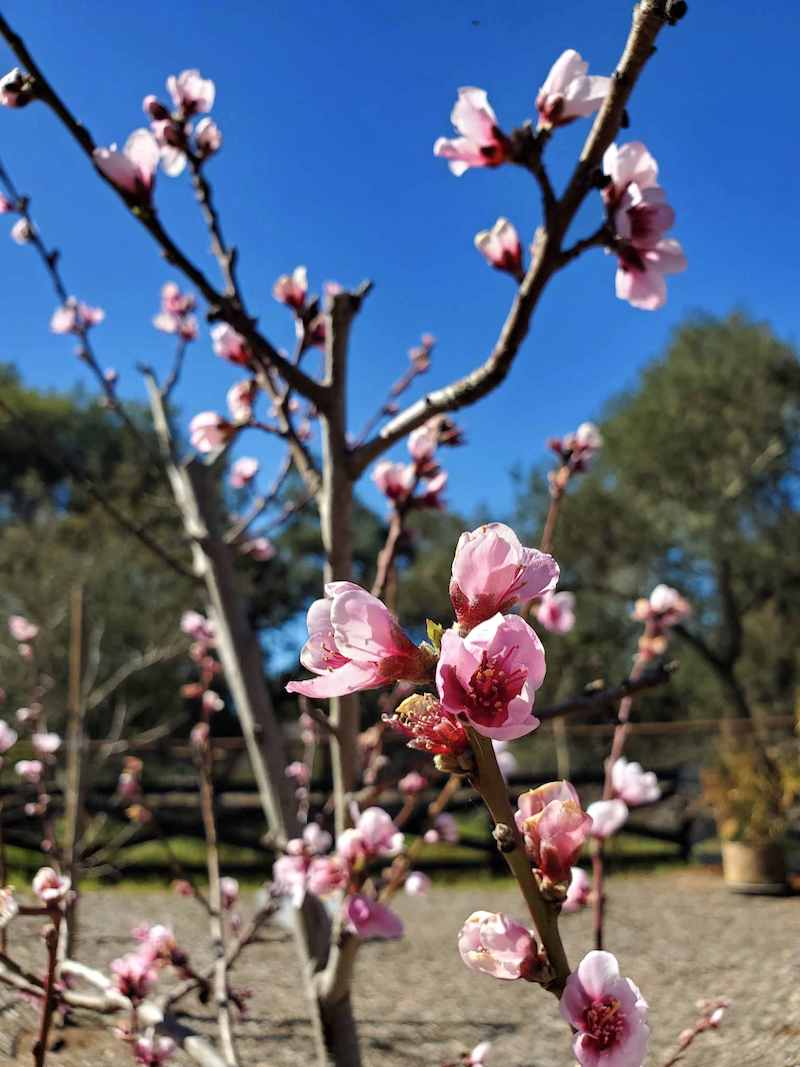 Peach blossoms are flowering on a small peach tree that is devoid of its leaves. There are a few more fruit trees in the immediate background before giving way to larger oak trees.