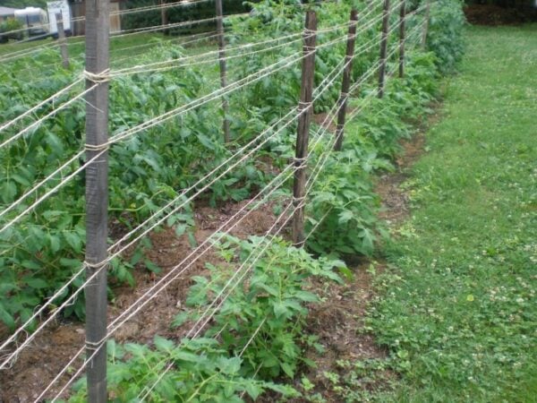 7 Ways to Support and Prune Tomato Plants: Cages, Trellises, String and ...