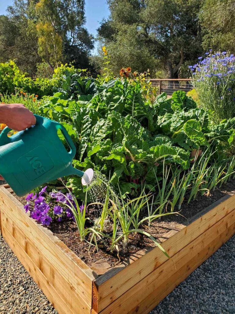 How to Make Alfalfa Tea Fertilizer for Garden Plants Homestead and Chill