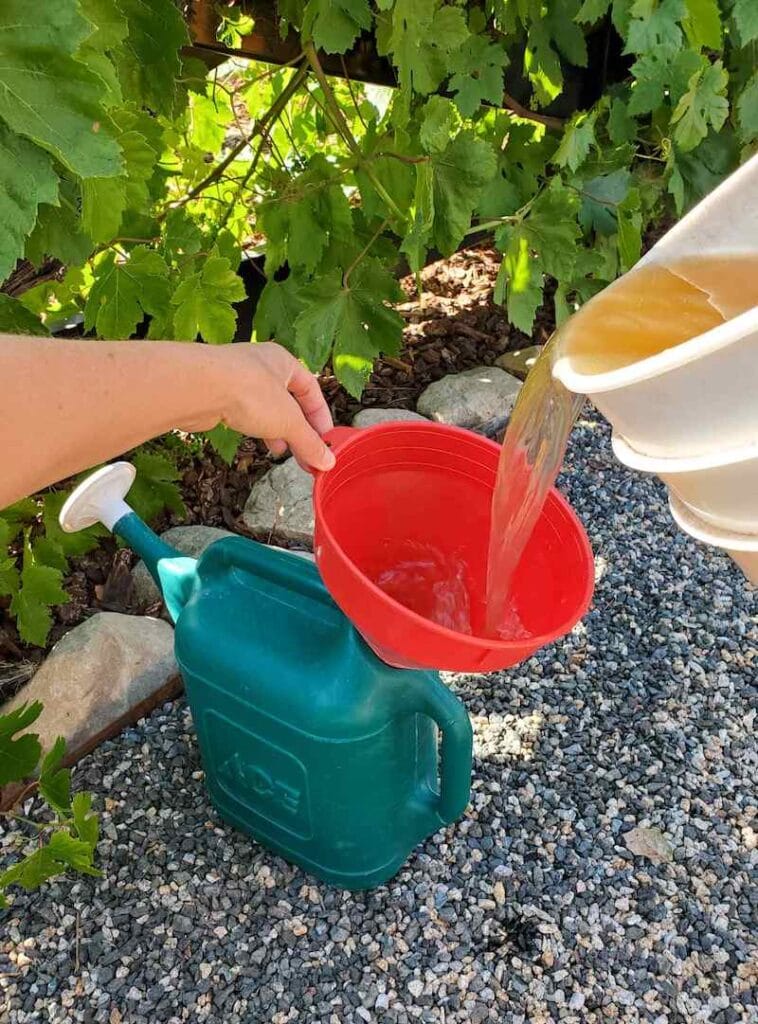 How to Make Alfalfa Tea Fertilizer for Garden Plants Homestead and Chill