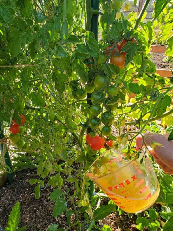 How to Make Alfalfa Tea Fertilizer for Garden Plants Homestead and Chill