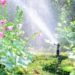 A sprinkler from the ground is dispersing water amongst a number of green and flowering plants.