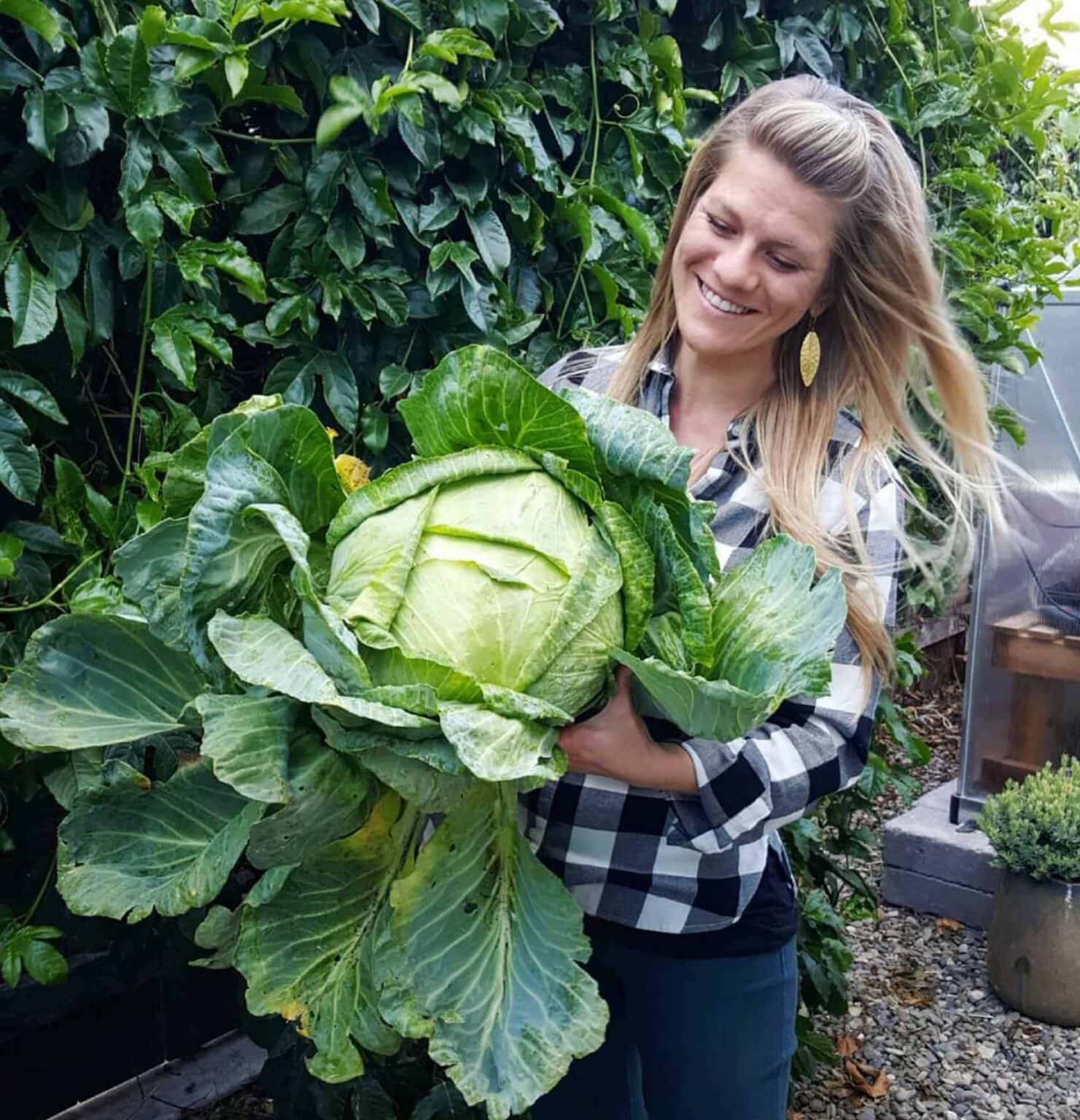 How to Grow Cabbage Seed to Harvest The Ultimate Guide Homestead and Chill