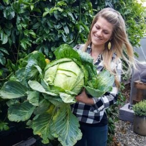 A woman is holding a large head of freshly harvested green cabbage. There are many darker loose leaves surrounding the solid head of light green cabbage.