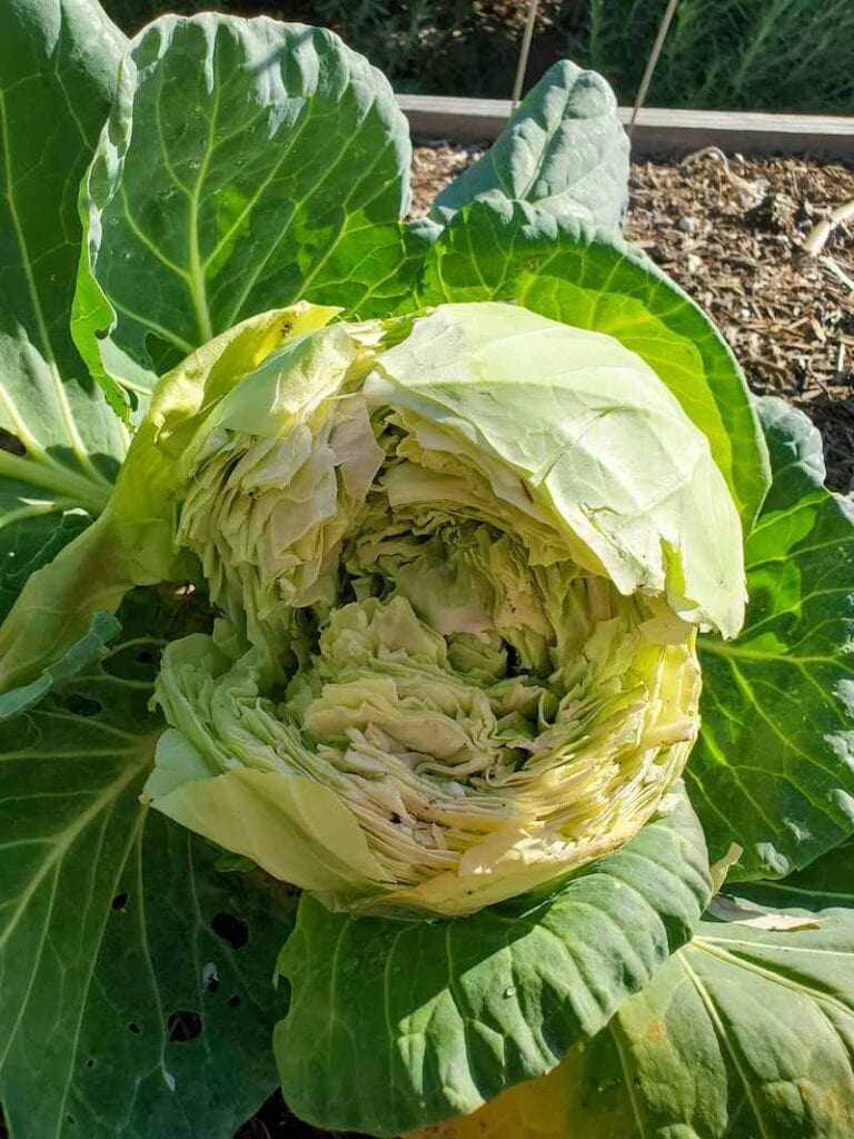 How to Grow Cabbage Seed to Harvest The Ultimate Guide Homestead and