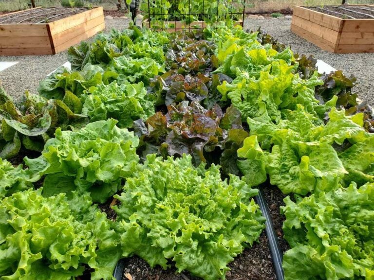 Growing Lettuce How to Plant, Protect and Harvest Lettuce Homestead