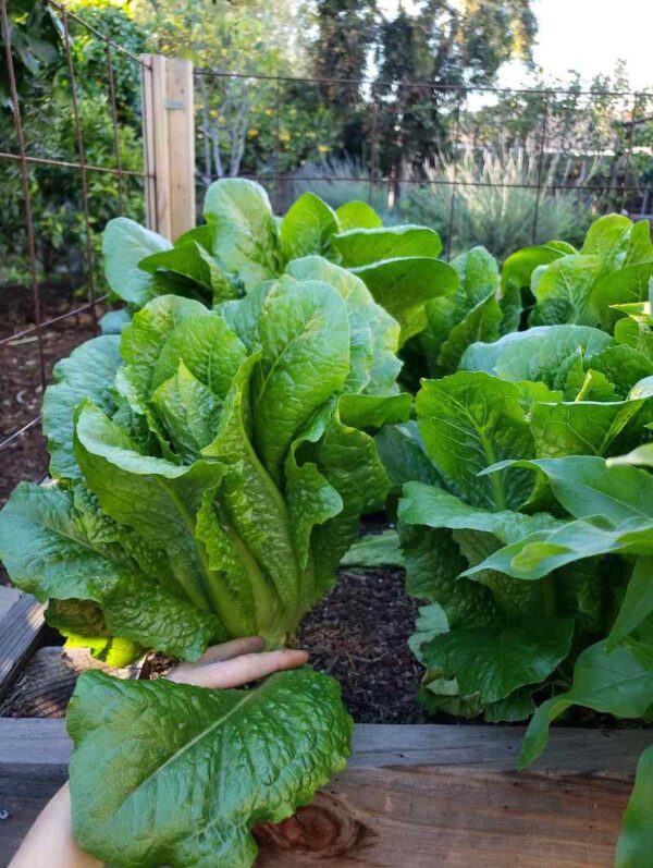 Growing Lettuce How to Plant, Protect and Harvest Lettuce Homestead
