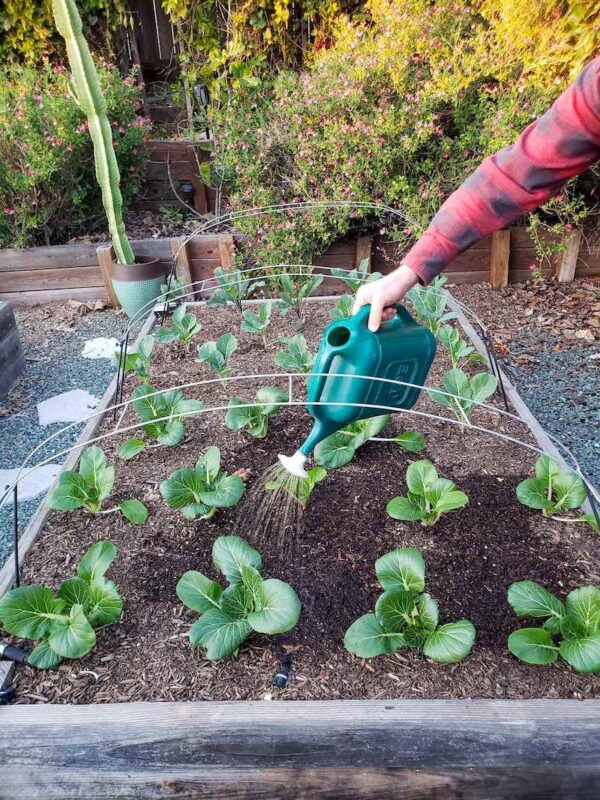 17 Ways to Save Water in the Garden and Landscape Homestead and Chill