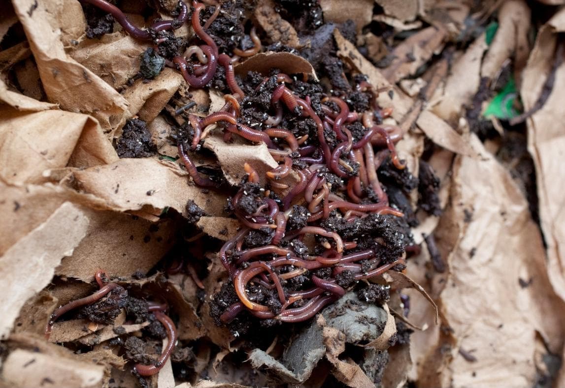 A mass of compost worms and castings sit atop brown paper. Use discard starter added to a worm bin in moderation.