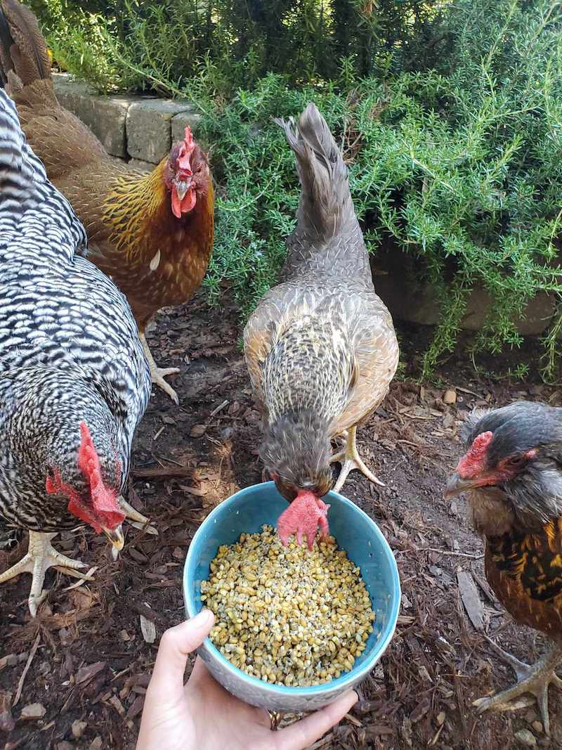 A blue ceramic bowl is held in front of four chickens with trailing rosemary in the background. It is filled with fermented chicken feed on top of sourdough starter. Feeding sourdough starter in moderation to chickens is a great way to use discard starter.  