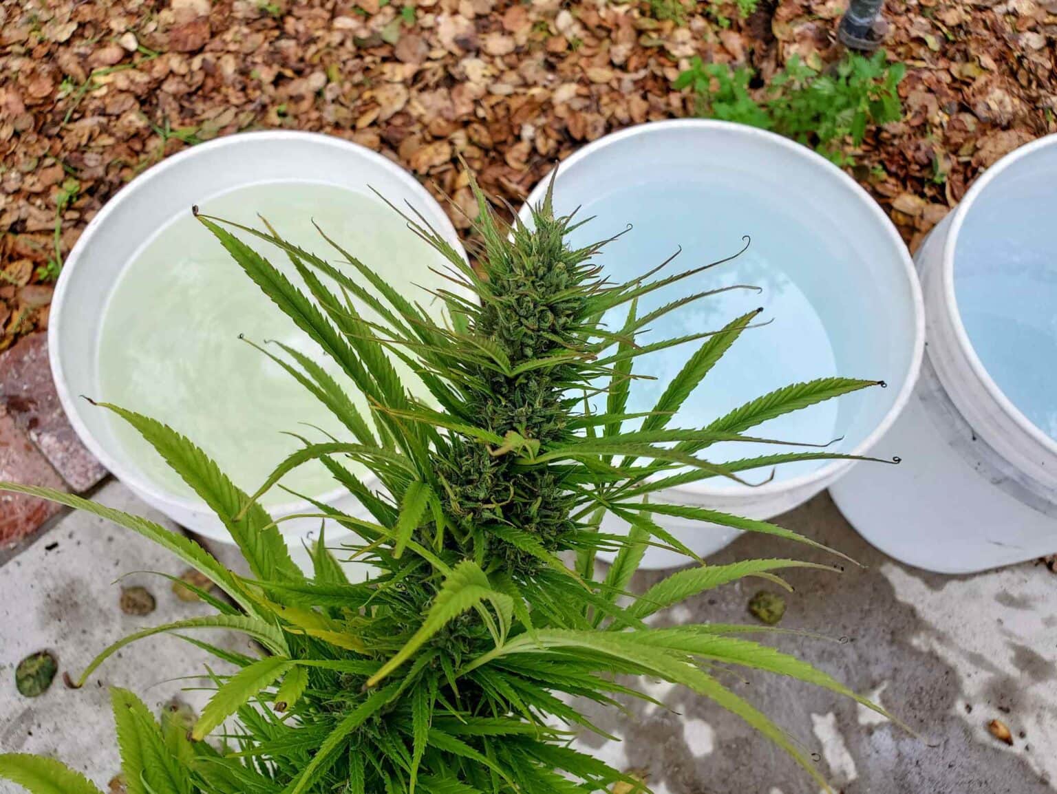 How to Wash Cannabis Flower Buds After Harvest Homestead and Chill
