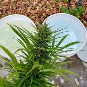 A cannabis flower is being held above three different 5 gallon buckets filled with water.