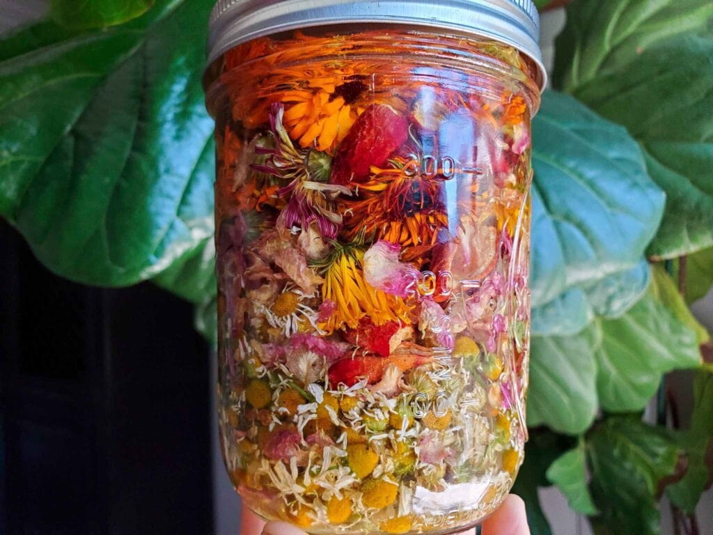 How to Make Medicinal Herb Infused Oil Two Ways Homestead and Chill
