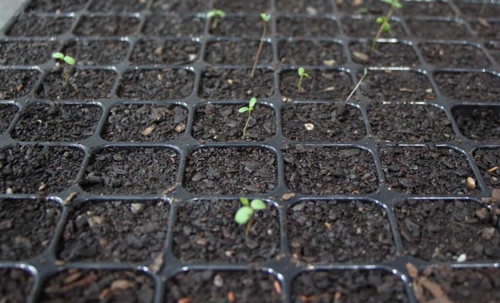 A close up of a seed starting cell tray full of soil, with only a few green sprouts present and otherwise mostly empty cells. Showing that old seeds impacts seed viability so they may not sprout as expected.