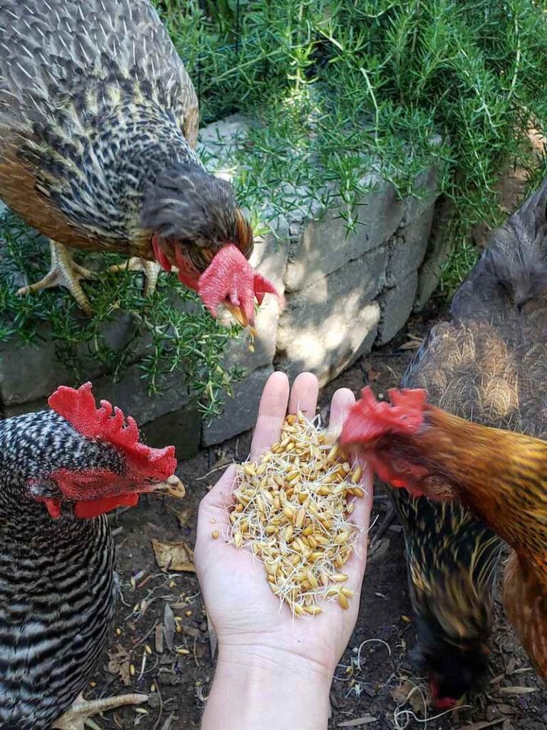 Seed Viability Chart How Long Do Old Seeds Last? Homestead and Chill