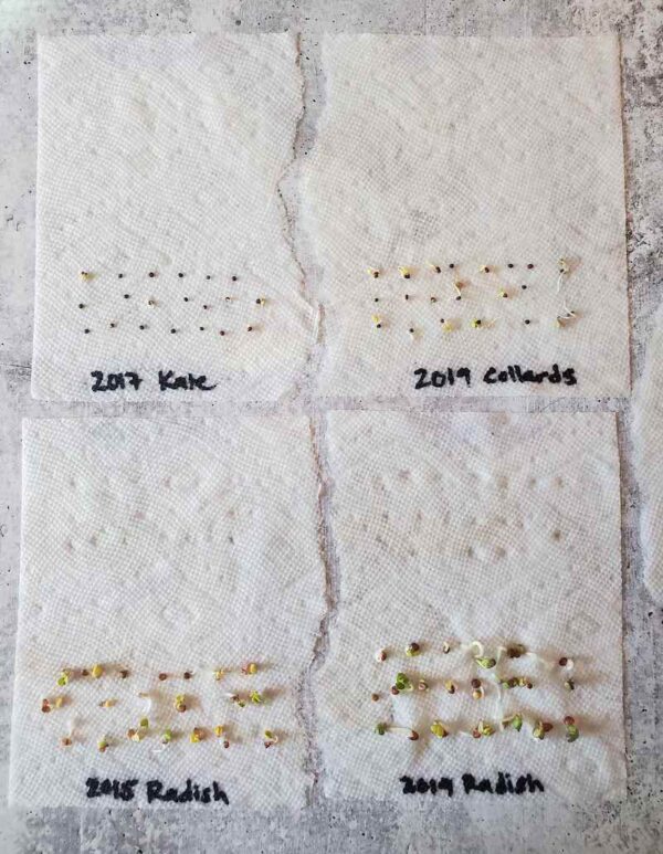 How to Test Seed Germination Easy Paper Towel Method Homestead and Chill