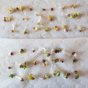 Damp paper towels are covered in vegetable seeds which are in various stages of sprouting or germinating.