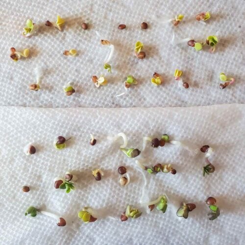 Radish Seeds Germination Experiment