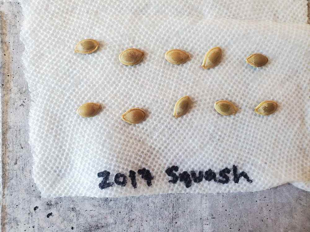 A piece of a moist paper towel with 10 squash seeds that are evenly spaced. The bottom of the towel has "2017 squash" written in black sharpie. Perform a seed germination test on older seeds if you are unsure of their germination rates. 