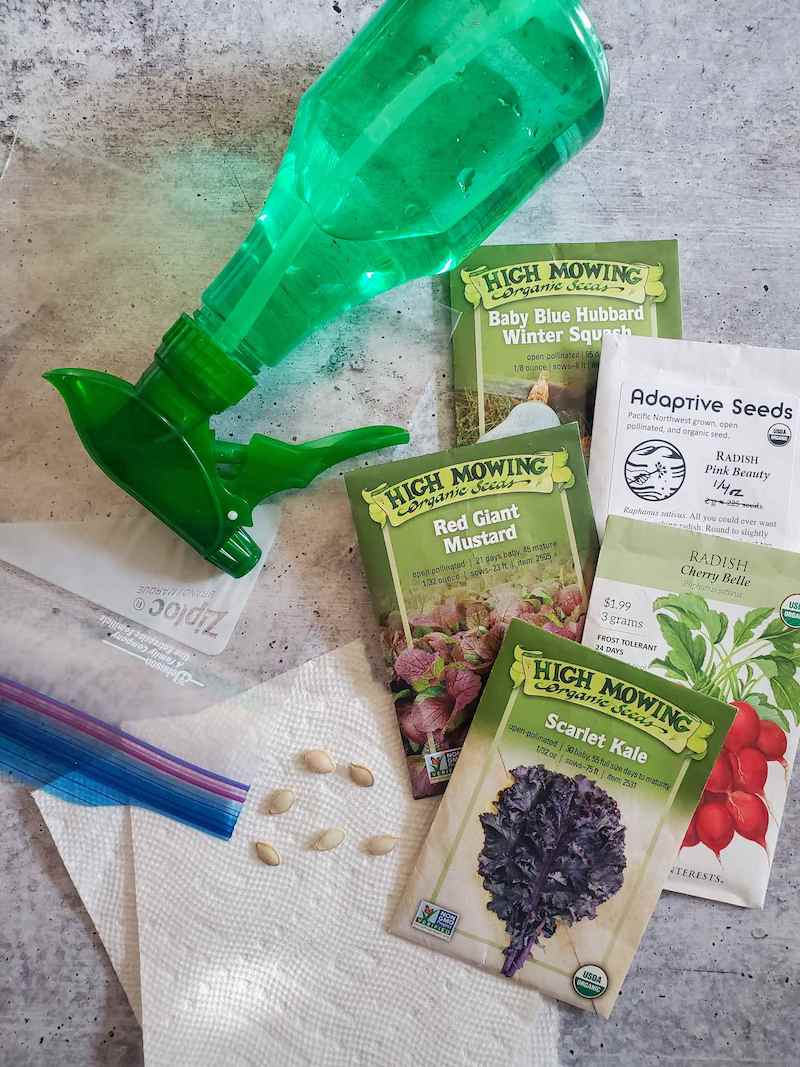 A flat lay image of a spray bottle with various packs of seeds from High Mowing, Adaptive Seeds, and Botanical Interest, a Ziploc bag, sheets of paper towels and a few squash seeds laying around.