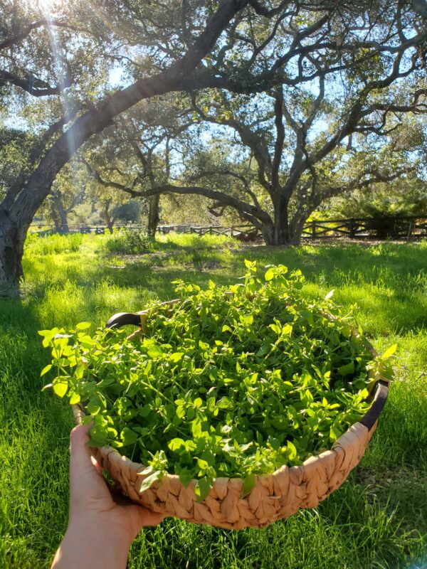 Skin Calm Balm (Calendula & Chickweed) - Image 4