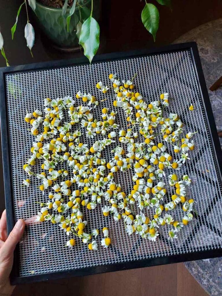 Calming Chamomile How to Grow, Harvest, Dry and Use Chamomile