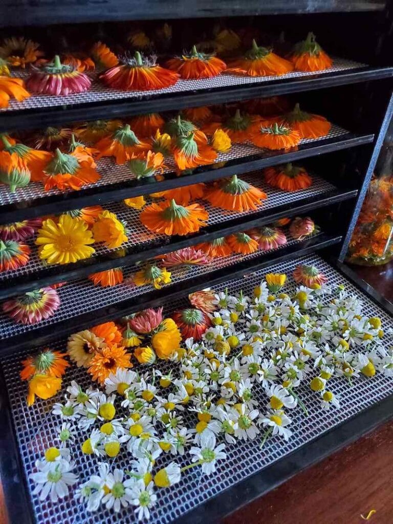 Calming Chamomile How to Grow, Harvest, Dry and Use Chamomile