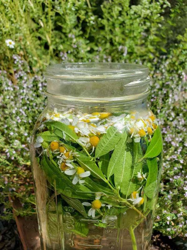 Calming Chamomile How to Grow, Harvest, Dry and Use Chamomile