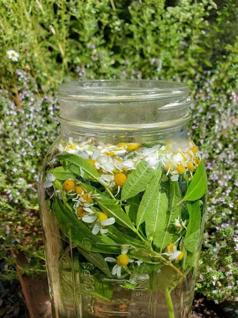 Calming Chamomile How to Grow, Harvest, Dry and Use Chamomile
