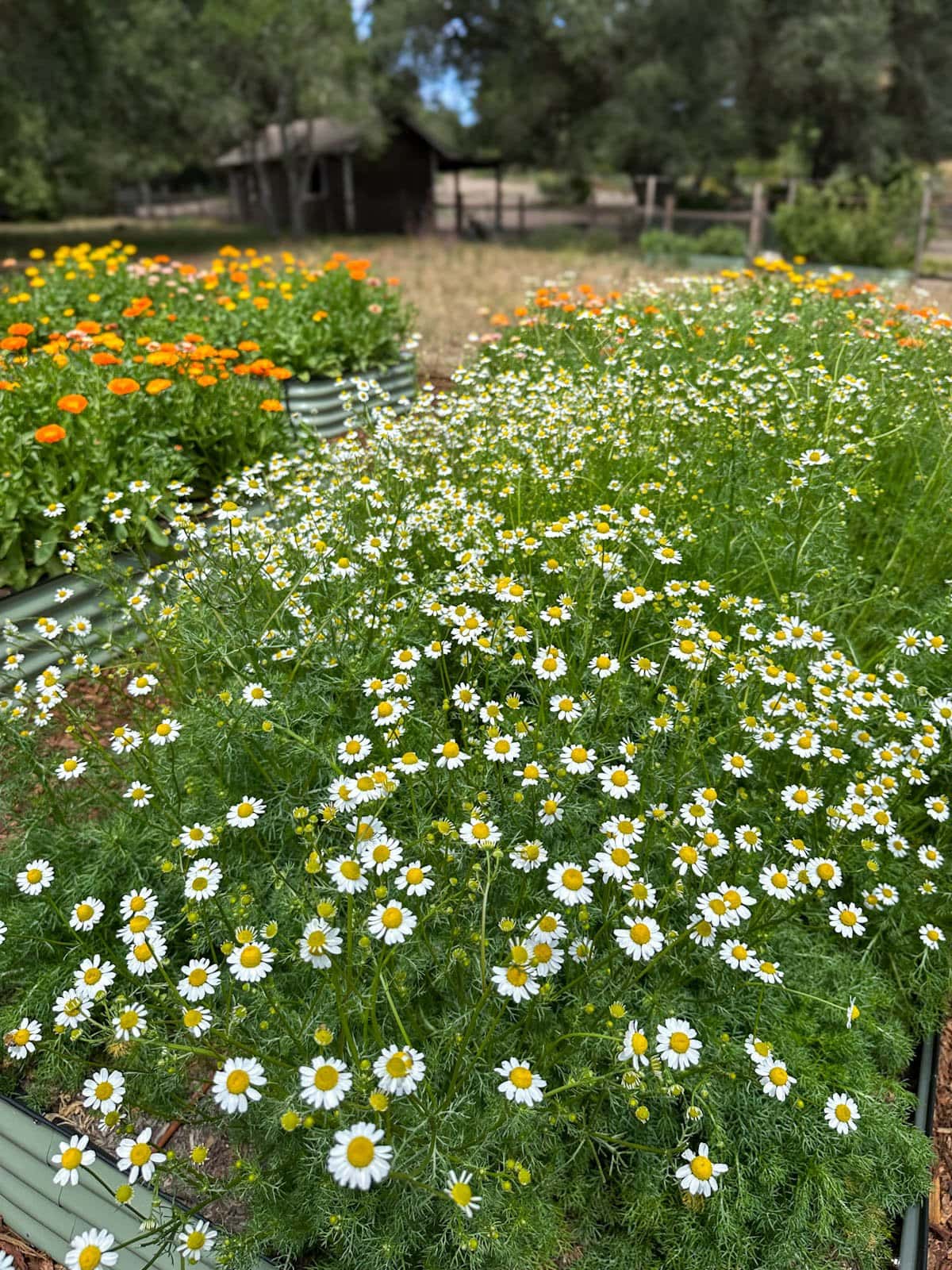 a close up of a metal raised garden bed full of blooming chamomile plants full of tiny white flowers, with other garden beds and orange calendula flowers blurred in the background 