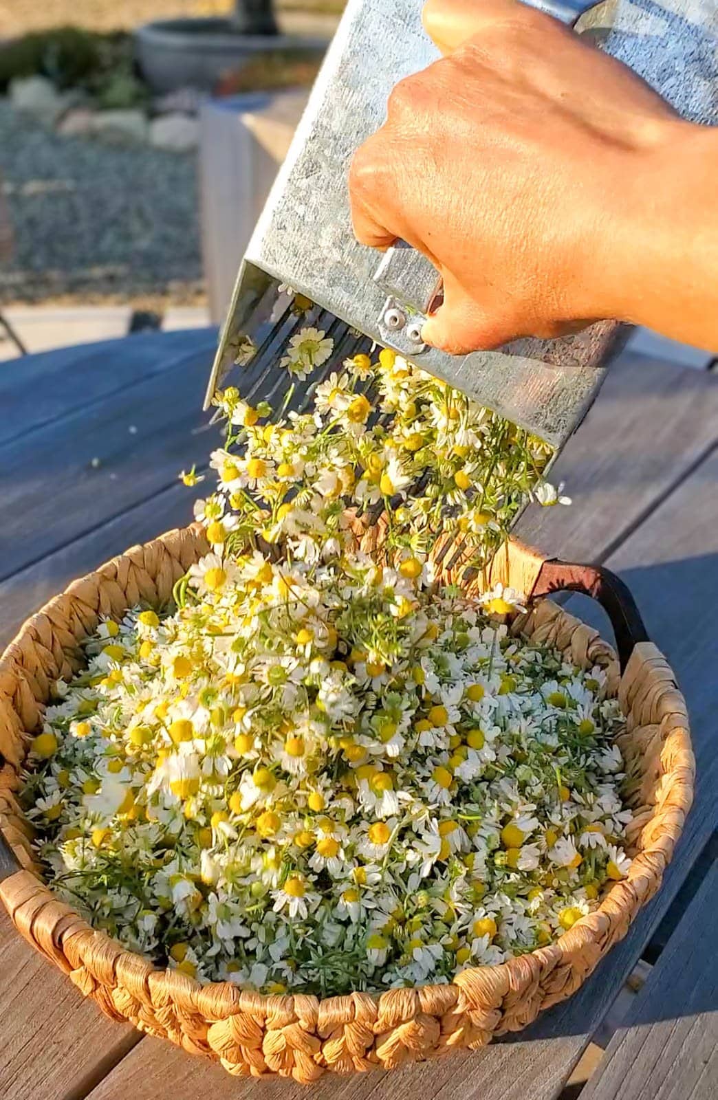 a close up of a hand dumping the metal handheld picking scoop, where hundreds of small chamomile flowers are pouring out of the scoop and into a harvest basket below