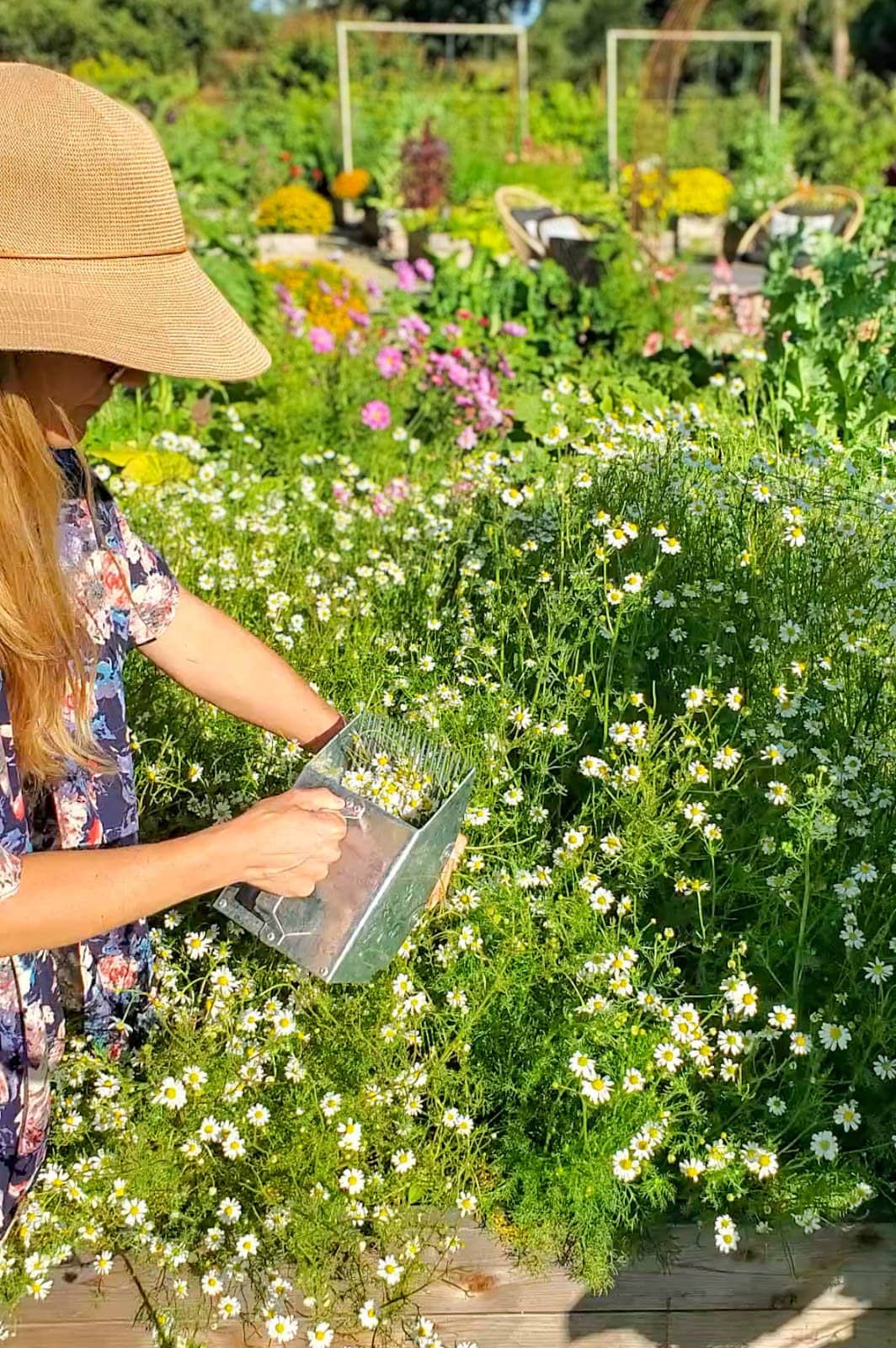 a woman standing alongside a raised bed full of chamomile plants, using a handheld metal berry picking rake to comb and harvest the flower heads