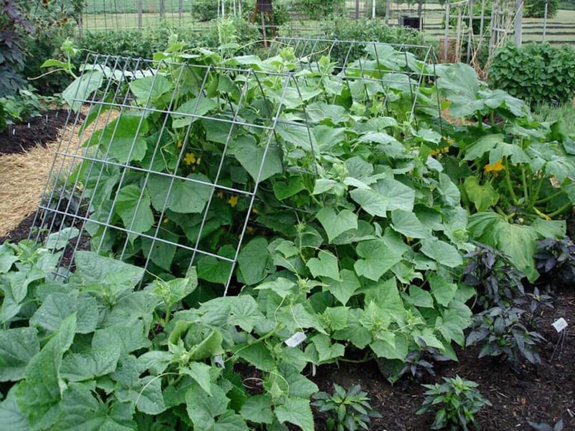 7 Best Cucumber Trellis Ideas + Easy DIY Designs with Photos ...