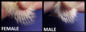 Male or Female Chicks? 5 Ways to Tell the Difference ~ Homestead and Chill